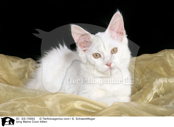 liegendes Maine Coon Ktzchen / lying Maine Coon kitten / SS-15862