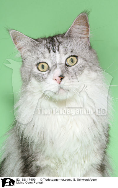 Maine Coon Portrait / Maine Coon Portrait / SS-17459