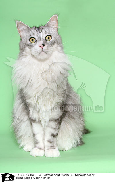 sitzender Maine Coon Kater / sitting Maine Coon tomcat / SS-17460