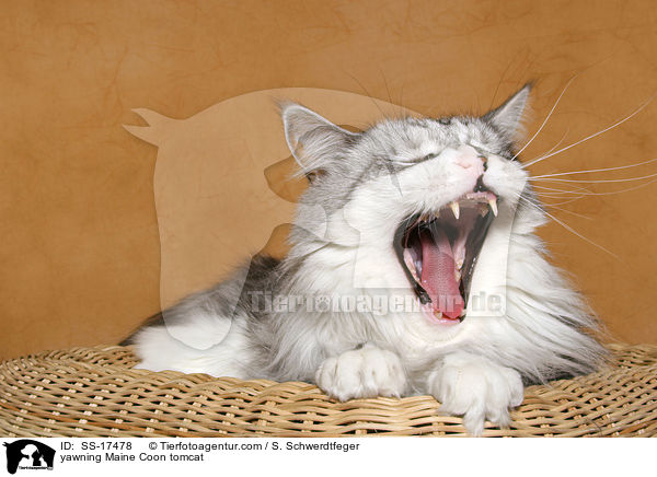 ghnender Maine Coon Kater / yawning Maine Coon tomcat / SS-17478