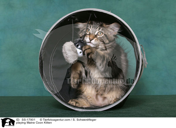 spielendes Maine Coon Ktzchen / playing Maine Coon Kitten / SS-17901