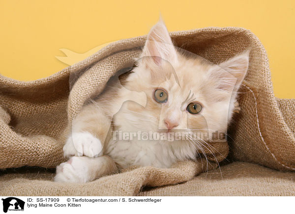 liegendes Maine Coon Ktzchen / lying Maine Coon Kitten / SS-17909