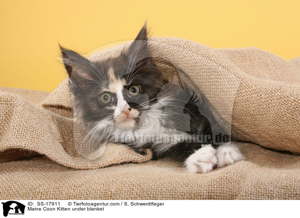 Maine Coon Ktzchen unter Decke / Maine Coon Kitten under blanket / SS-17911