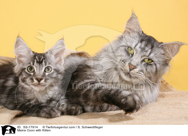 Maine Coon mit Ktzchen / Maine Coon with Kitten / SS-17914