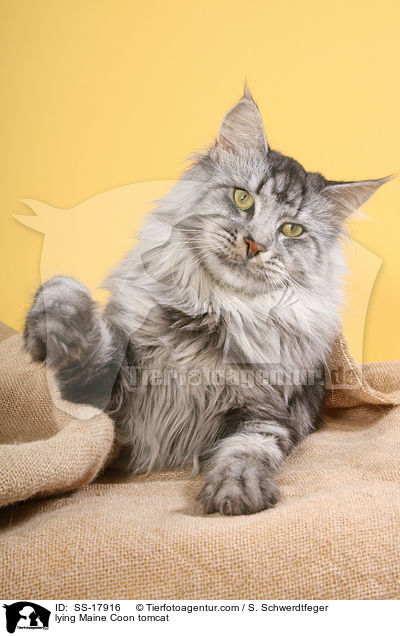liegender Maine Coon Kater / lying Maine Coon tomcat / SS-17916