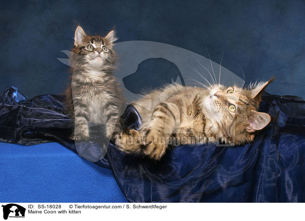 Maine Coon Ktzin mit Jungem / Maine Coon with kitten / SS-18028