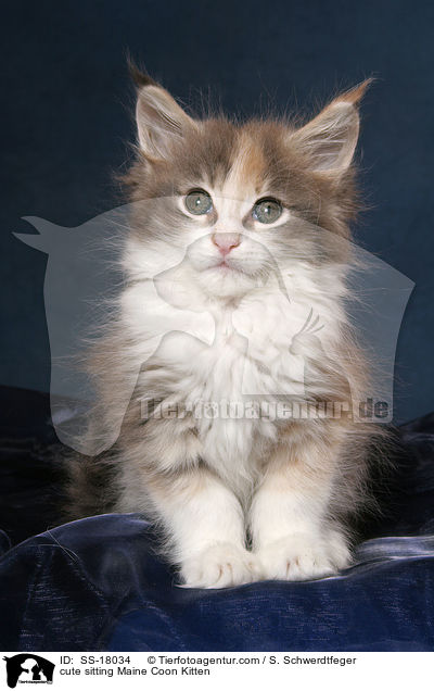 ses sitzendes Maine Coon Ktzchen / cute sitting Maine Coon Kitten / SS-18034