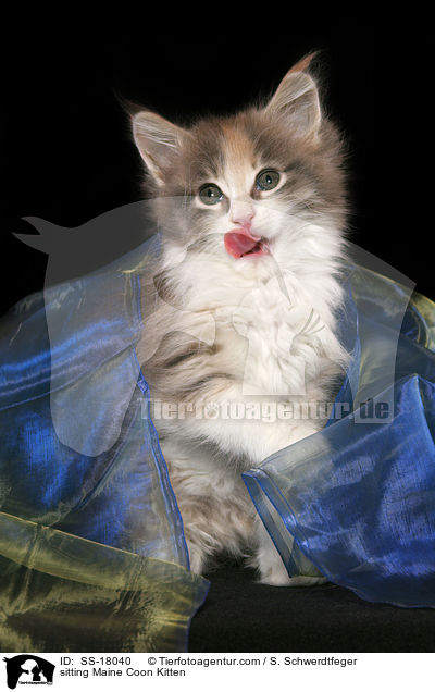 sitzendes Maine Coon Ktzchen / sitting Maine Coon Kitten / SS-18040