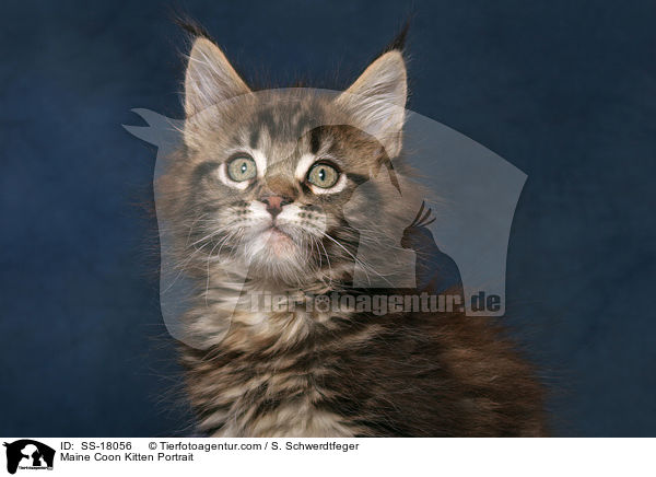 Maine Coon Ktzchen Portrait / Maine Coon Kitten Portrait / SS-18056