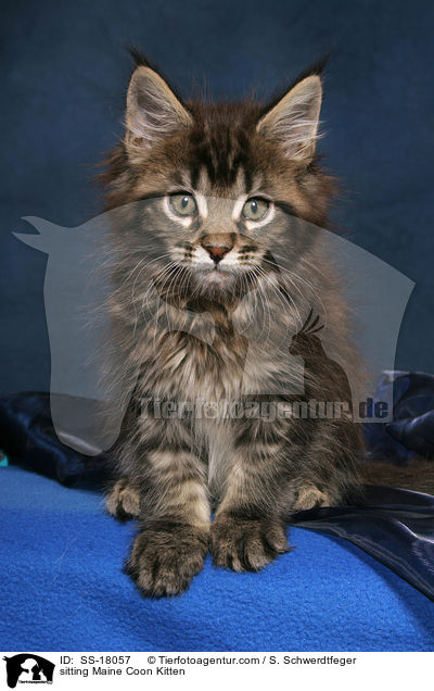 sitzendes Maine Coon Ktzchen / sitting Maine Coon Kitten / SS-18057