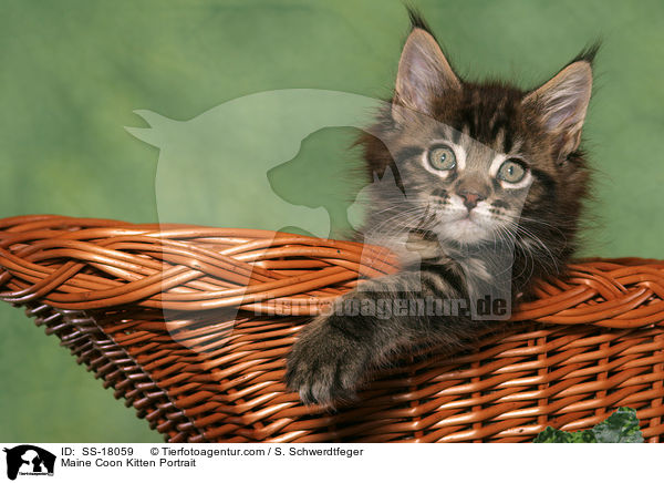 Maine Coon Ktzchen Portrait / Maine Coon Kitten Portrait / SS-18059