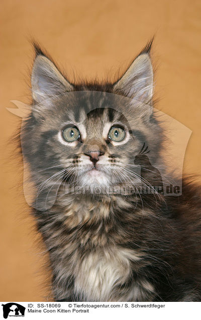 Maine Coon Ktzchen Portrait / Maine Coon Kitten Portrait / SS-18069