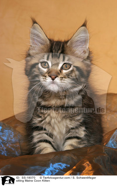 sitzendes Maine Coon Ktzchen / sitting Maine Coon Kitten / SS-18070