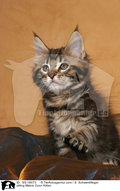 sitzendes Maine Coon Ktzchen / sitting Maine Coon Kitten / SS-18073