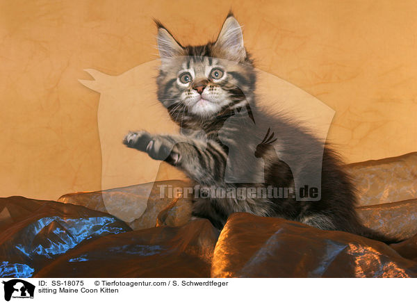 sitzendes Maine Coon Ktzchen / sitting Maine Coon Kitten / SS-18075