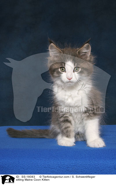 sitzendes Maine Coon Ktzchen / sitting Maine Coon Kitten / SS-18083