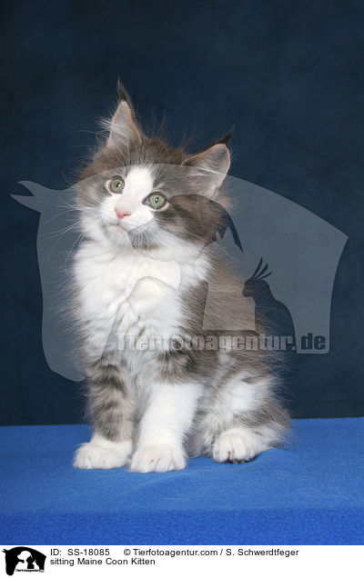 sitzendes Maine Coon Ktzchen / sitting Maine Coon Kitten / SS-18085