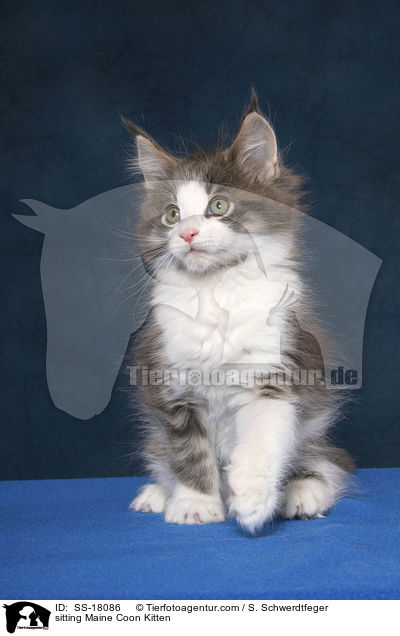 sitzendes Maine Coon Ktzchen / sitting Maine Coon Kitten / SS-18086