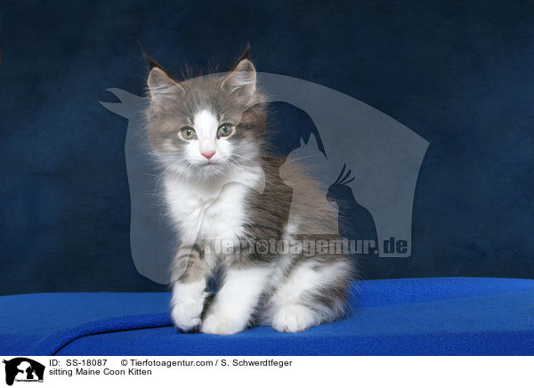 sitzendes Maine Coon Ktzchen / sitting Maine Coon Kitten / SS-18087