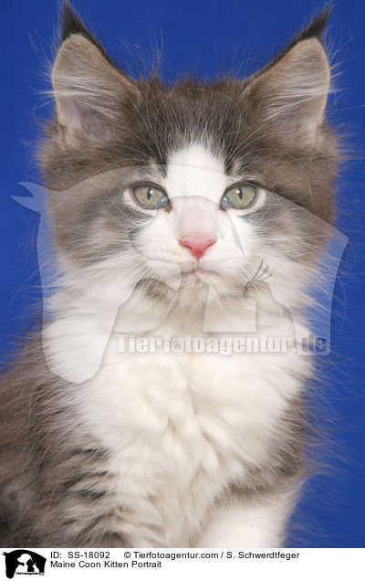 Maine Coon Ktzchen Portrait / Maine Coon Kitten Portrait / SS-18092