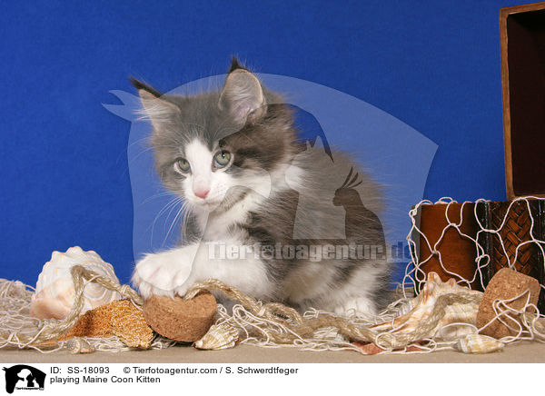 spielendes Maine Coon Ktzchen / playing Maine Coon Kitten / SS-18093