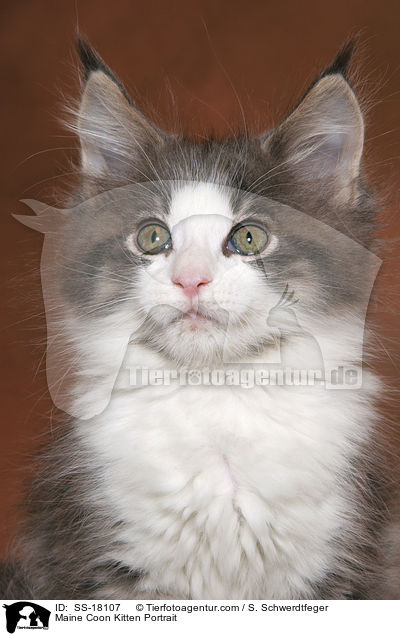 Maine Coon Ktzchen Portrait / Maine Coon Kitten Portrait / SS-18107