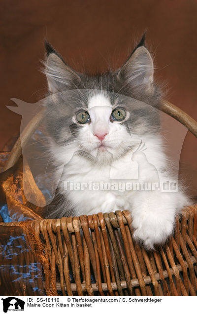 Maine Coon Ktzchen im Korb / Maine Coon Kitten in basket / SS-18110