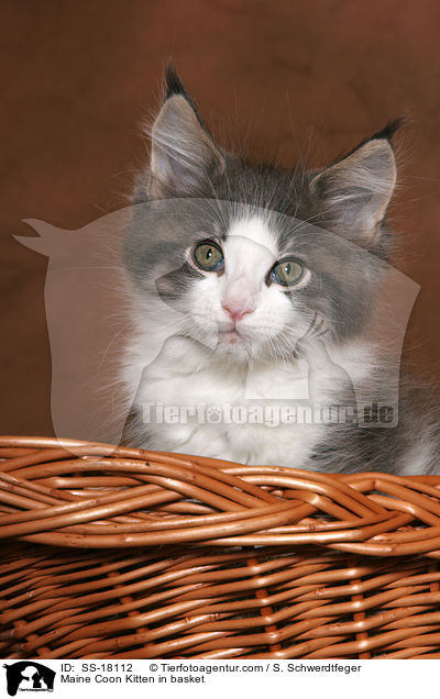 Maine Coon Ktzchen im Korb / Maine Coon Kitten in basket / SS-18112