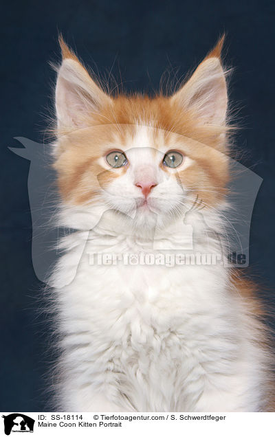 Maine Coon Ktzchen Portrait / Maine Coon Kitten Portrait / SS-18114