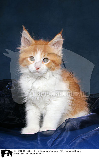 sitzendes Maine Coon Ktzchen / sitting Maine Coon Kitten / SS-18128