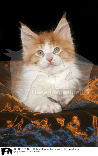 liegendes Maine Coon Ktzchen / lying Maine Coon Kitten / SS-18146