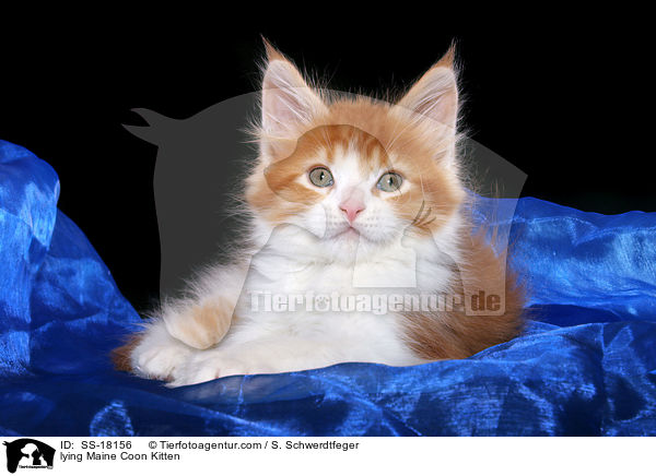 liegendes Maine Coon Ktzchen / lying Maine Coon Kitten / SS-18156