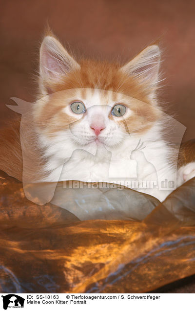 Maine Coon Ktzchen Portrait / Maine Coon Kitten Portrait / SS-18163