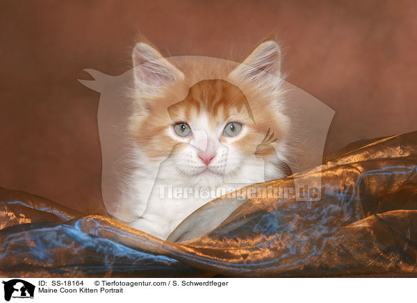 Maine Coon Ktzchen Portrait / Maine Coon Kitten Portrait / SS-18164