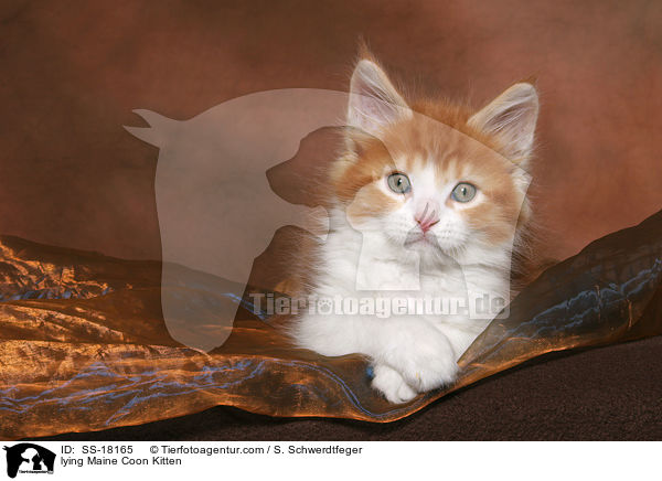 liegendes Maine Coon Ktzchen / lying Maine Coon Kitten / SS-18165