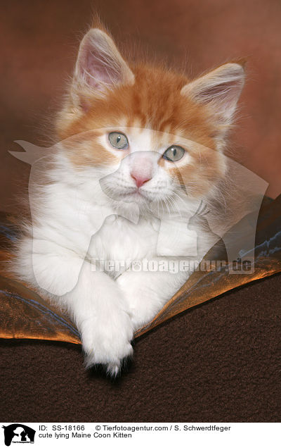 ses liegendes Maine Coon Ktzchen / cute lying Maine Coon Kitten / SS-18166