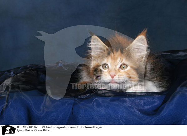 liegendes Maine Coon Ktzchen / lying Maine Coon Kitten / SS-18167