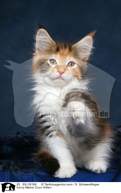 lustiges Maine Coon Ktzchen / funny Maine Coon Kitten / SS-18168