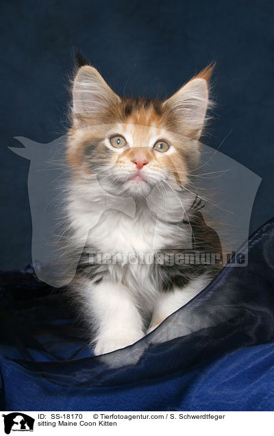 sitzendes Maine Coon Ktzchen / sitting Maine Coon Kitten / SS-18170