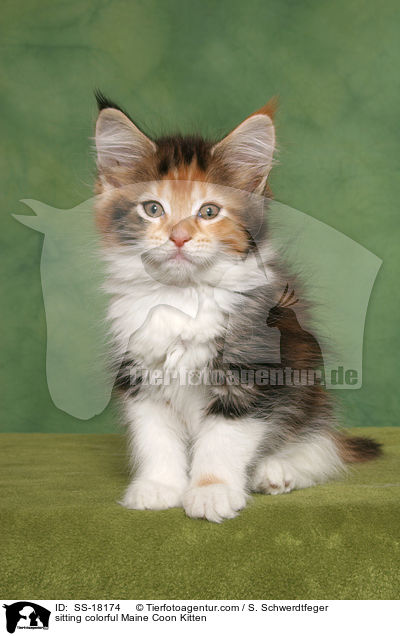 sitzendes buntes Maine Coon Ktzchen / sitting colorful Maine Coon Kitten / SS-18174