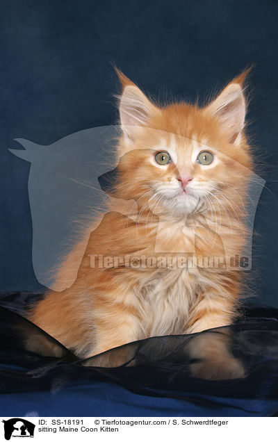 sitzendes Maine Coon Ktzchen / sitting Maine Coon Kitten / SS-18191