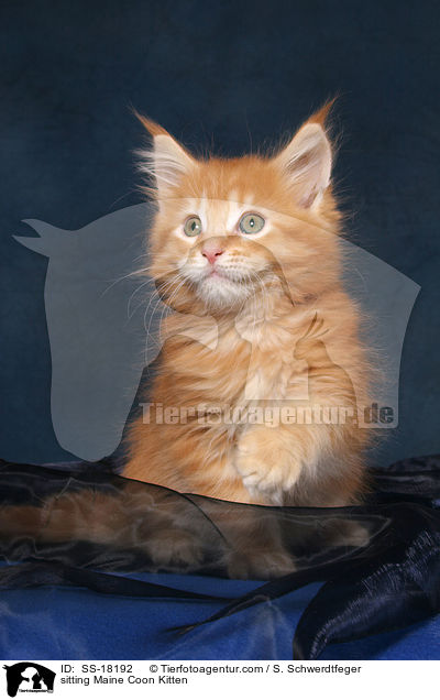 sitzendes Maine Coon Ktzchen / sitting Maine Coon Kitten / SS-18192