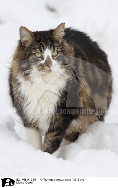 Maine Coon / Maine Coon / MB-01255