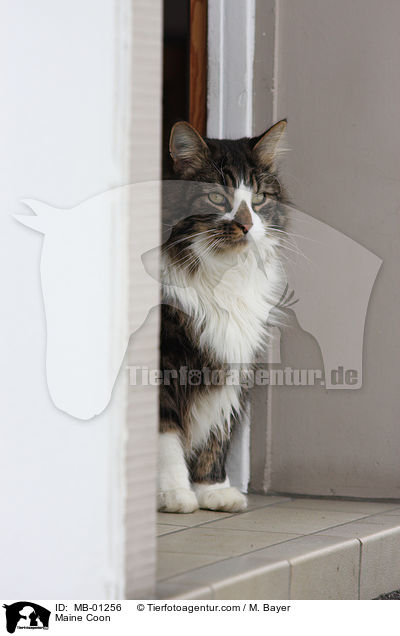 Maine Coon / Maine Coon / MB-01256