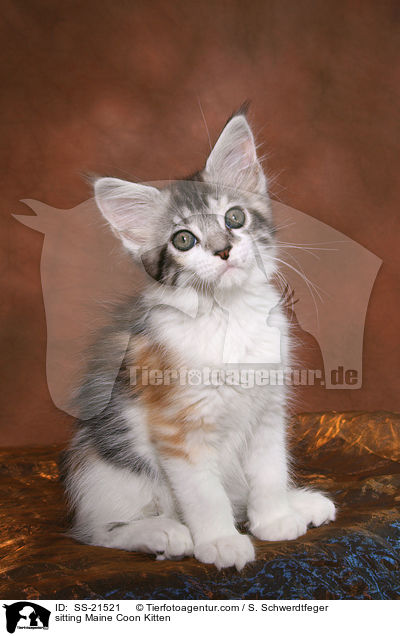 Maine Coon Ktzchen / Maine Coon Kitten / SS-21521