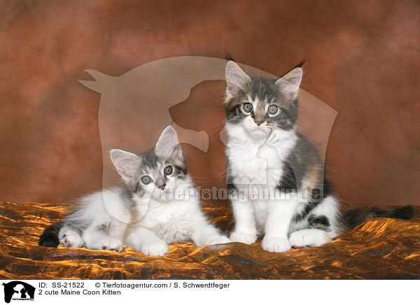 Maine Coon Ktzchen / Maine Coon Kitten / SS-21522