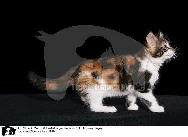 Maine Coon Ktzchen / Maine Coon Kitten / SS-21524