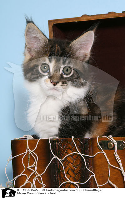 Maine Coon Ktzchen / Maine Coon Kitten / SS-21545