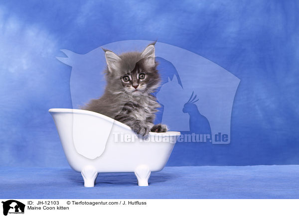 Maine Coon Ktzchen / Maine Coon kitten / JH-12103