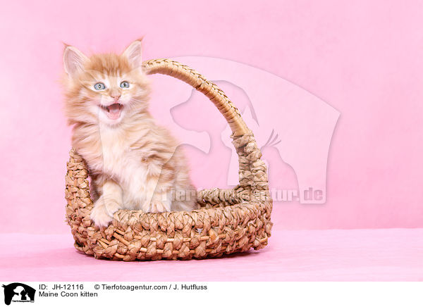 Maine Coon Ktzchen / Maine Coon kitten / JH-12116